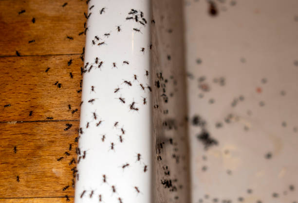Best Best Pest Control Companies  in Geneva, IN